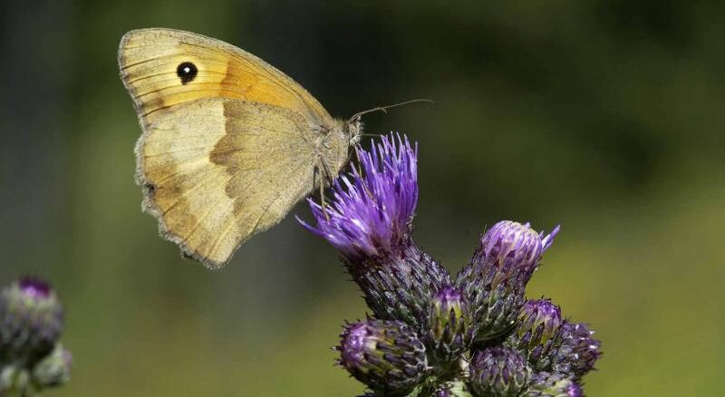 tiere_natur_schmetterling_grosse_ochsenauge_maniola_jurtina_124280251