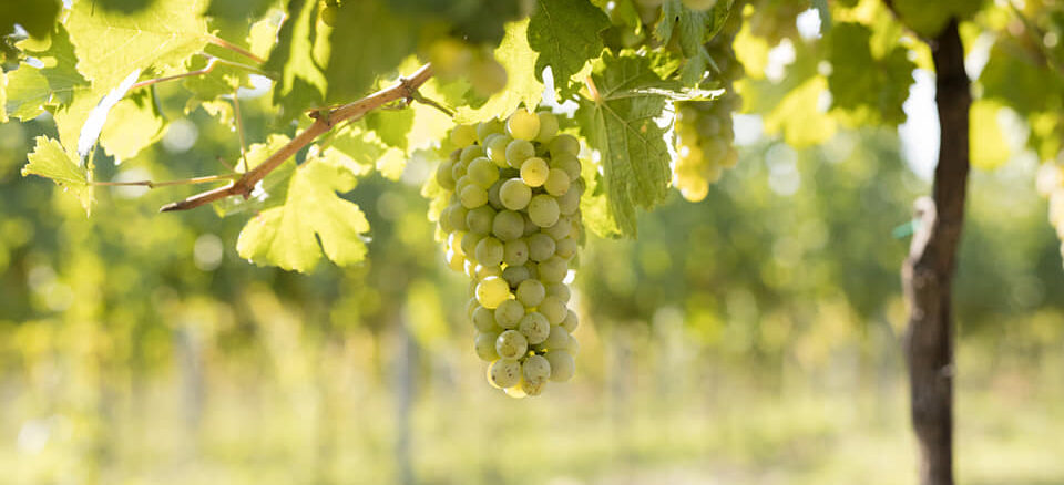 Bioweingut & Buschenschank Staringer