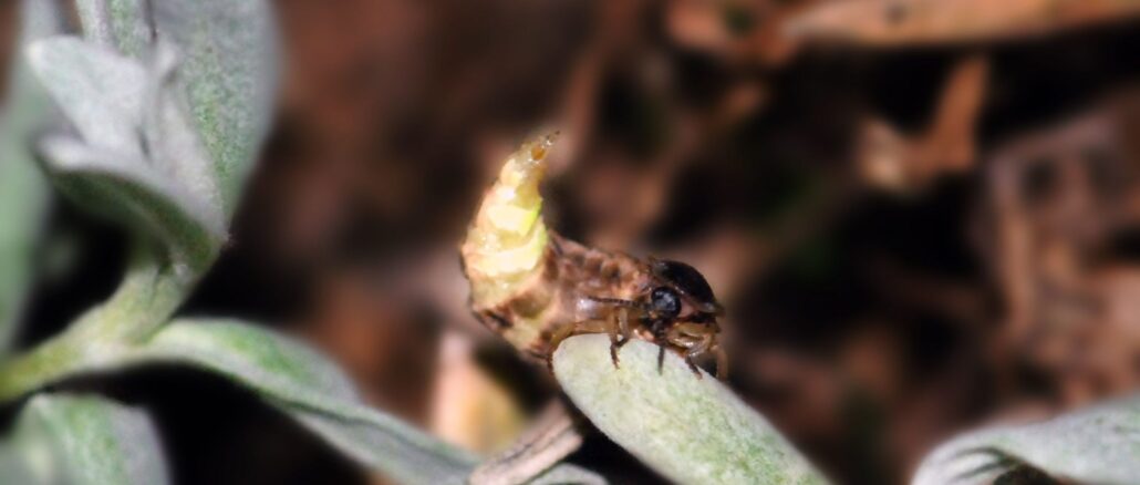 Glühwürmchen auf Blatt © Brigitte Seidl-Brychta DIE UMWELTBERATUNG