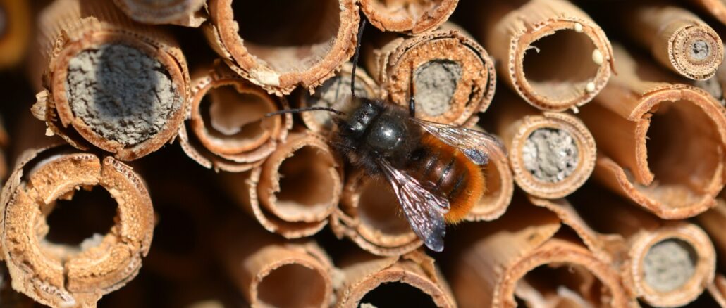 nig-kropf-mauerbienen-27-3-5-6ecd56f4-min