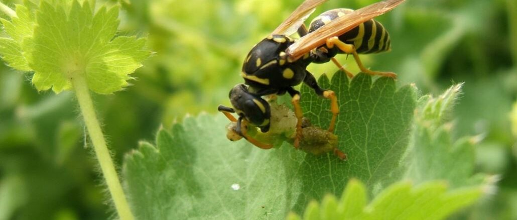 5.000 auf einen Streich – Wespen sind nützlich