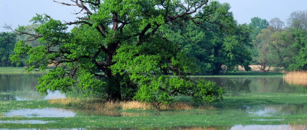 Startschuss für EU-Renaturierung: WWF fordert nationalen Schulterschluss