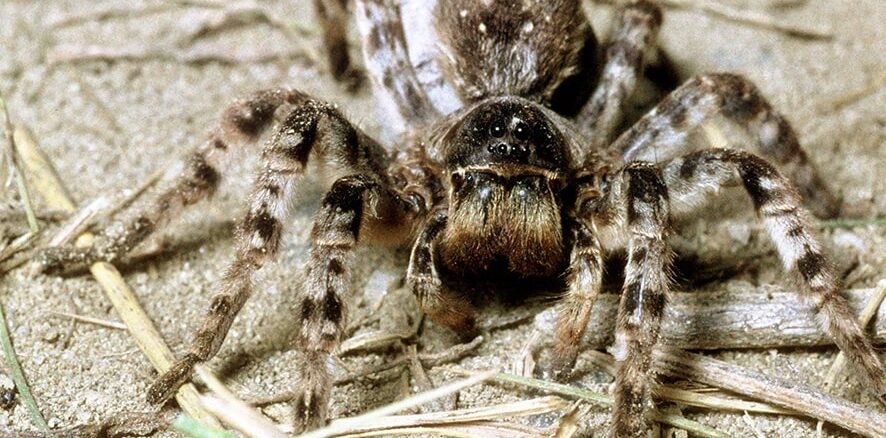 Naturschutzbund bittet um Meldungen zur Südrussischen Tarantel