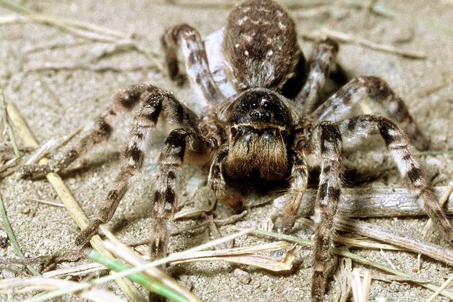 Naturschutzbund bittet um Meldungen zur Südrussischen Tarantel
