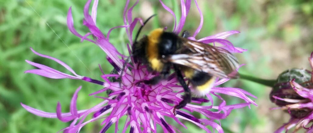 Jetzt Wildbienen unterstützen: 11 Tipps