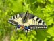 Schwalbenschwanz © Walter Ederer/Schmetterlingsapp