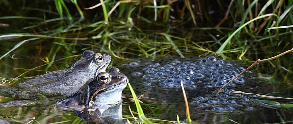 Amphibien gehören zu den gefährdetsten Artengruppen weltweit. Auch bei uns in Europa sind ihre Bestände stark am Abnehmen. Neben dem Straßenverkehr und der Lebensraumzerstörung – die größten Bedrohungen für unsere heimischen Lurche – lauern auch im eigenen Garten Gefahren, die wenigen bewusst sind.