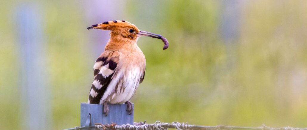 „Wir wollen die ‚Brutvogel-Punks‘ zurück“