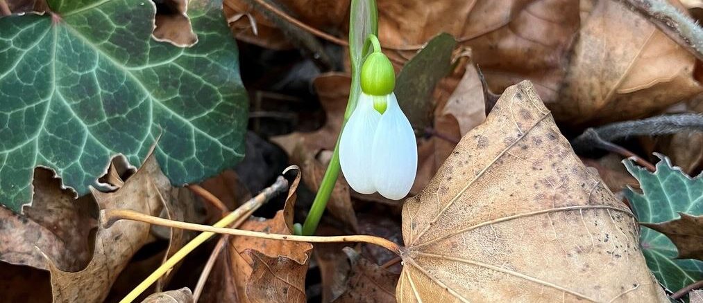 „Natur im Garten“ Lauf – „Schritt für Schritt klimafit!“