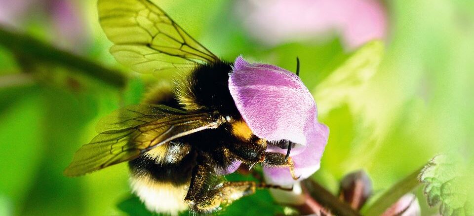 Wildbiene, oder was?