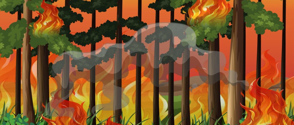 Richtiges Verhalten im Wald bei Hitze: Sicherheit und Prävention gegen Waldbrände