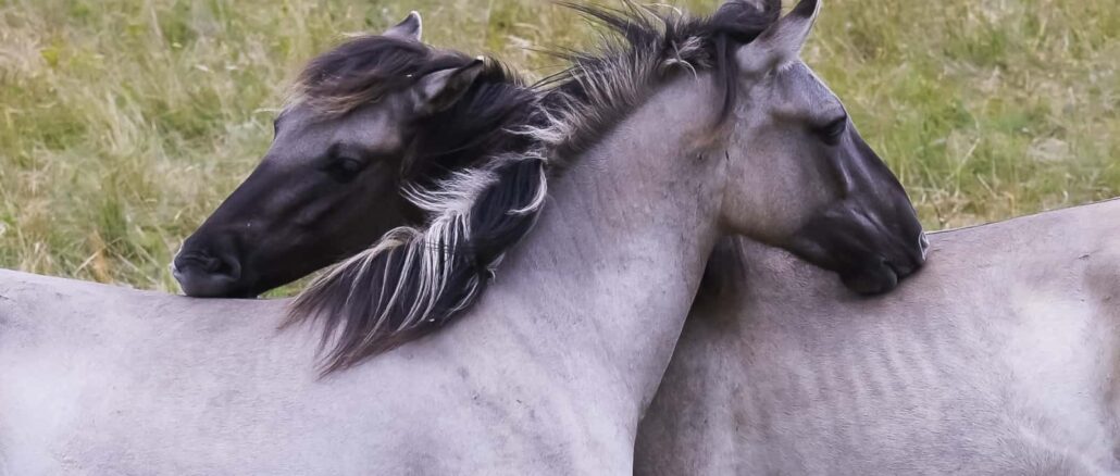 Vielfalt braucht Weide: “Arten-Boom” im WWF-Auenreservat Marchegg