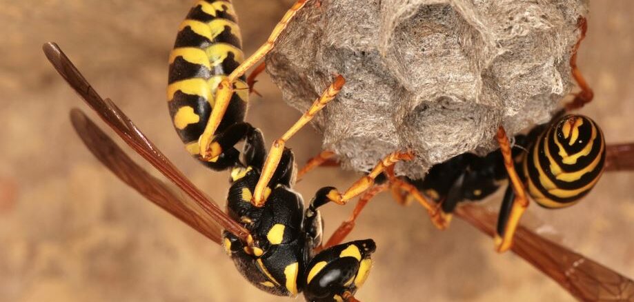 GallischeFeldwespe_c_JosefLimberger-min Sind Wespen sinnlose Störenfriede?
