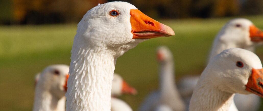 Jeder Gans in Österreich – egal ob in biologischer oder konventioneller Haltung – muss ein Auslauf zur Verfügung stehen. © Land schafft Leben