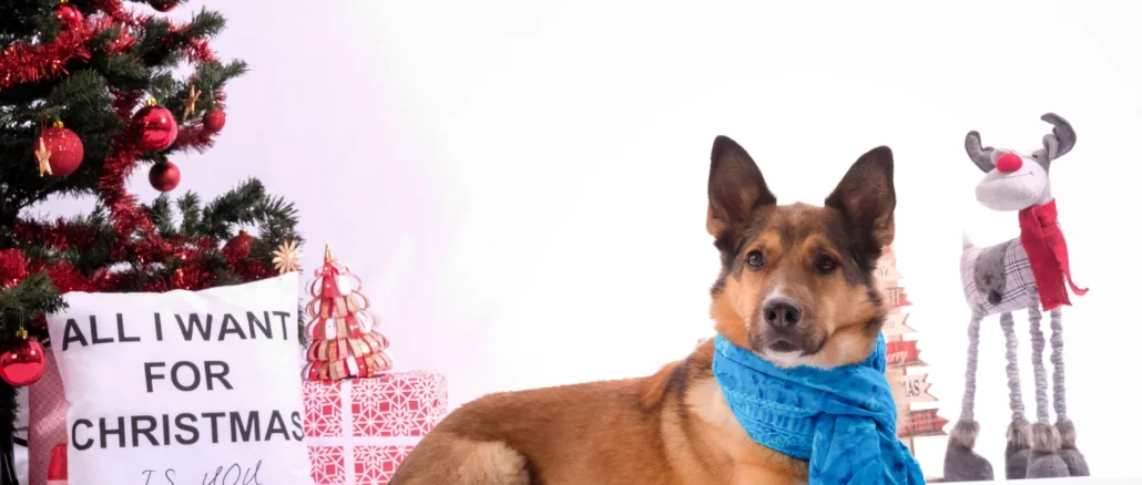 Tiere unterm Christbaum? Das große Entzücken weicht oft schnell der Ernüchterung