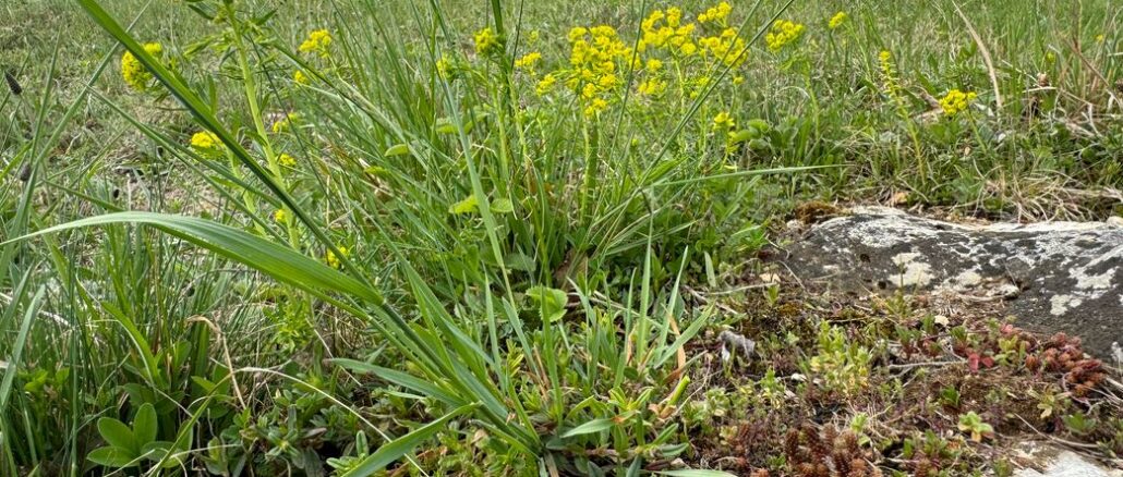 Natur freikaufen – Lebensräume retten