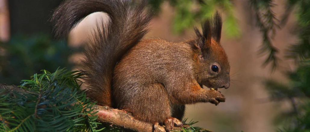 Winterhilfe für Eichhörnchen: So können wir die Kletterkünstler unterstützen