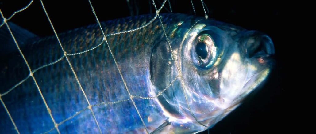 Aschermittwoch: WWF empfiehlt heimischen Bio-Fisch als Alternative zu Hering und Co