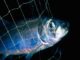 Aschermittwoch: WWF empfiehlt heimischen Bio-Fisch als Alternative zu Hering und Co