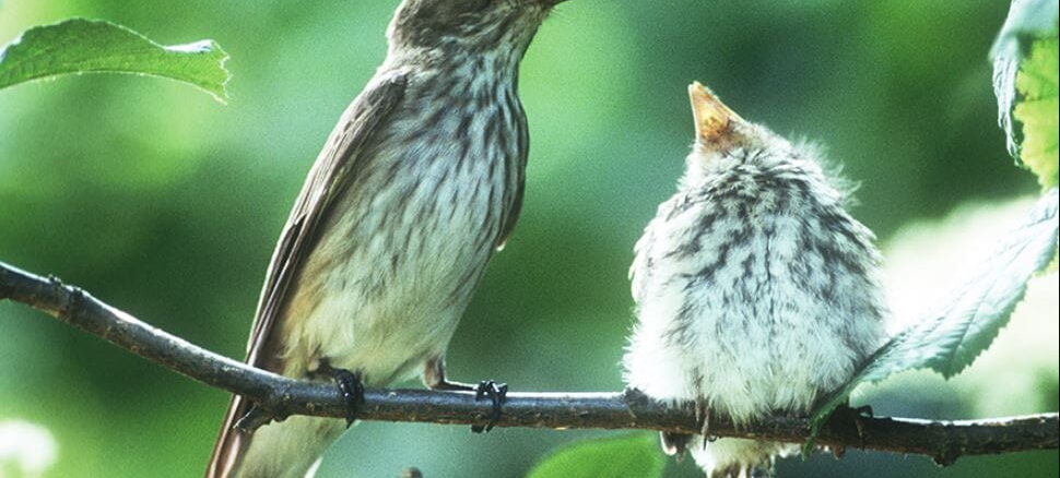 Nun ist DIE Zeit, um Nistkästen zu reparieren oder neue Nisthilfen anzubringen, denn bereits im März beginnt die Brutzeit vieler Singvögel