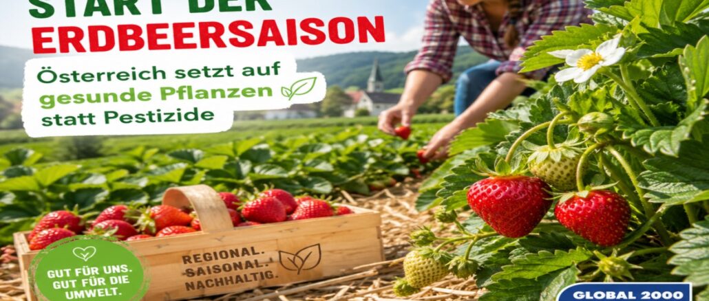 Start der Erdbeersaison: Österreich setzt auf gesunde Pflanzen statt Pestizide