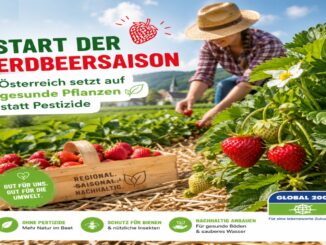Start der Erdbeersaison: Österreich setzt auf gesunde Pflanzen statt Pestizide