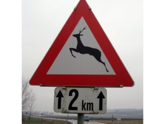 ÖAMTC: Frühling bringt hohes Risiko für Wildunfälle mit sich
