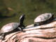 Welttag der Schildkröte