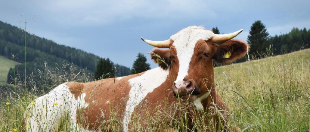 So verhält man sich richtig bei Begegnungen mit Kühen Wandern mit Hund: So verhält man sich richtig bei Begegnungen mit Kühen