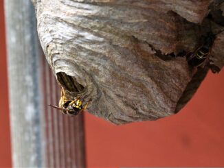 So unterschiedlich sind Wespennester gebaut