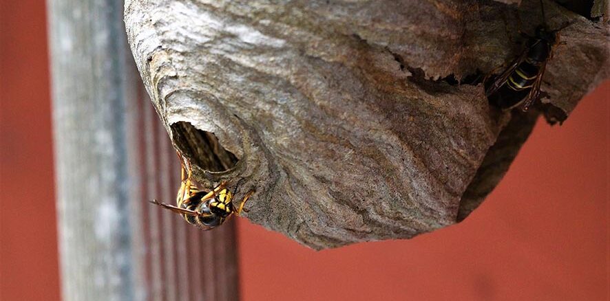 So unterschiedlich sind Wespennester gebaut